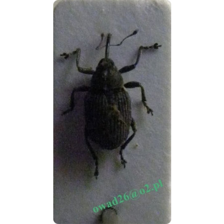 Ceutorhynchus obstrictus (Marsham, 1802) Chowacz podobnik